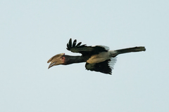 Bycanistes bucinator