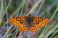 Boloria aquilonaris