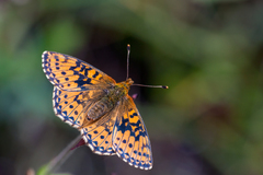 Boloria aquilonaris