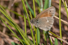 Coenonympha tullia