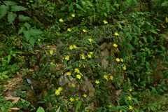 Crepidiastrum denticulatum