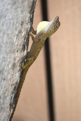 Anolis distichus