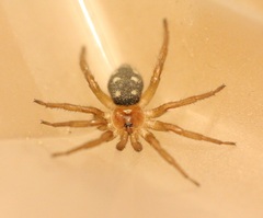 Uroctea septempunctata