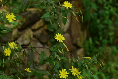 Crepidiastrum denticulatum