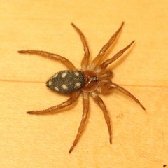 Uroctea septempunctata