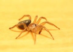 Uroctea septempunctata