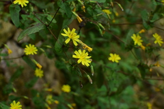 Crepidiastrum denticulatum