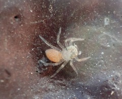 Phintelloides versicolor