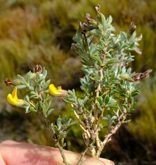 Aspalathus cytisoides