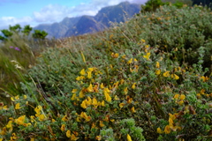 Aspalathus cytisoides