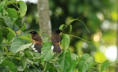 Donacobius atricapilla