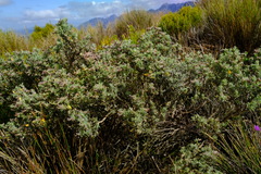 Aspalathus cytisoides