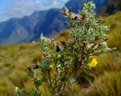 Aspalathus cytisoides