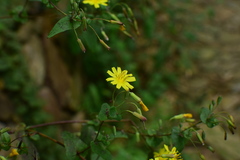 Crepidiastrum denticulatum