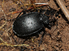 Licininae