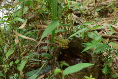 Odorrana tianmuii