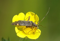 Closterotomus fulvomaculatus