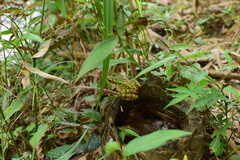 Odorrana tianmuii