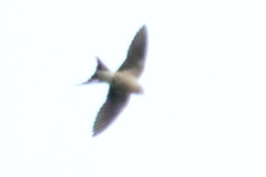 Cecropis cucullata
