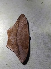 Prochoerodes lineola