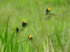 Chrysomus icterocephalus
