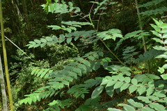 Zanthoxylum ailanthoides