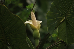 Montrichardia