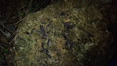 Porcellio ornatus