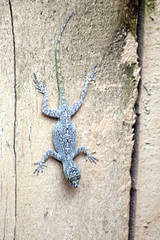 Anolis distichus