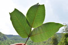 Zanthoxylum ailanthoides