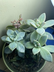 Graptopetalum paraguayense