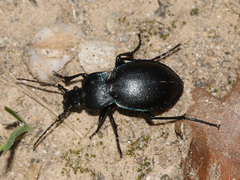 Carabus convexus