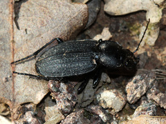 Licinus