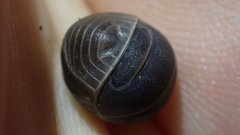 Armadillo officinalis