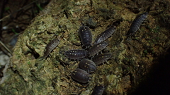 Porcellio ornatus