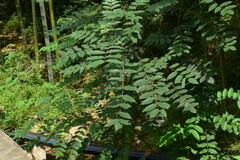 Zanthoxylum ailanthoides