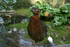 Satyr Tragopan photo 5