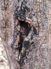 Hysterium angustatum