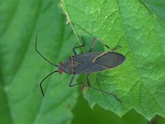 Leptocoris amictus