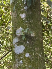 Cryptothecia striata