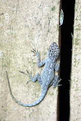 Anolis distichus