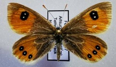 Argyrophenga antipodum