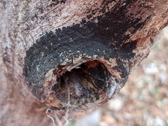 Hysterium angustatum