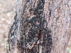 Hysterium angustatum