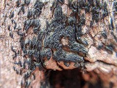 Hysterium angustatum