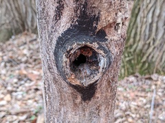 Hysterium angustatum