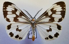 Nyctemera adversata
