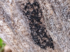 Hysterium angustatum