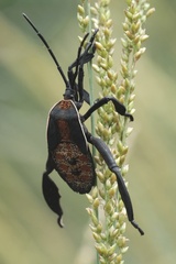 Petascelis remipes