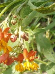 Danaus